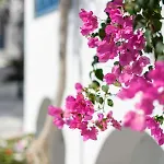 Veggera Perissa (Santorini)
