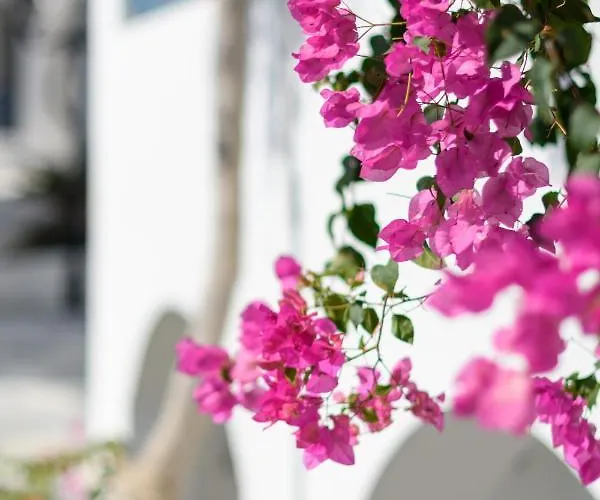 Veggera Perissa (Santorini)